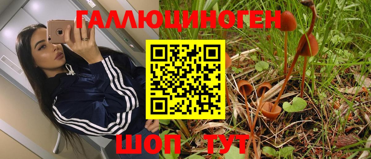 Галлюциногенные грибы Psilocybe Саратов